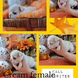 Bulldog and French Bulldog Puppies from Eclipse Bulldogs