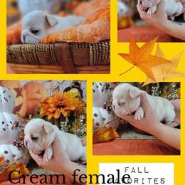 Bulldog and French Bulldog Puppies from Eclipse Bulldogs
