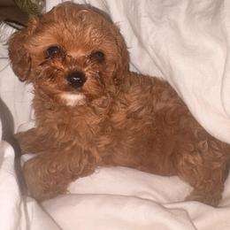 Rainer - Red female Cavapoo puppy in Orinda, California from Amore Cavaliers