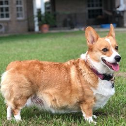 Pembroke Welsh Corgis and Russell Terriers from Rivermont Farm