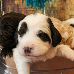 Australian Labradoodle Puppies from Asheville Doodles