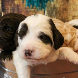 Australian Labradoodle Puppies from Asheville Doodles