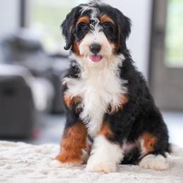 Robin - Tri-color female Bernedoodle puppy in Dundee, Ohio from Down Home Doodle