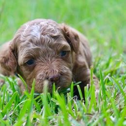 Spanky - Apricot male Poodle puppy in Hawthorne, Florida from Loblolly Ranch
