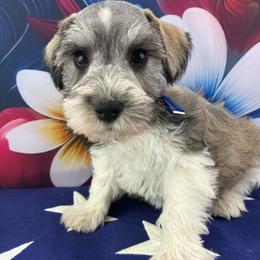 Levi - Parti male Miniature Schnauzer puppy in Sylvania, Georgia from Southern Sky Miniature Schnauzers