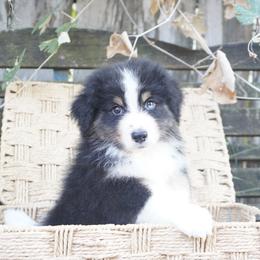 Loki - Black tri-color male Australian Shepherd puppy in Victoria, Texas from Silvermist Australian Shepherds