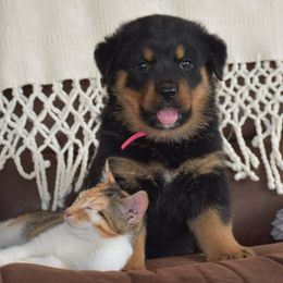 Boy 6 - male Rottweiler puppy in Catawissa, Pennsylvania from Sharp Ridge Rottweilers