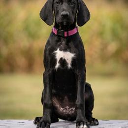 Freya - Black female German Shorthaired Pointer puppy in Shenandoah, Iowa from H LAVA C Pointers