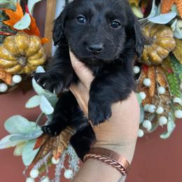 Solid black boy - Black male Dachshund puppy in Payette, Idaho from NT Mini Doxies