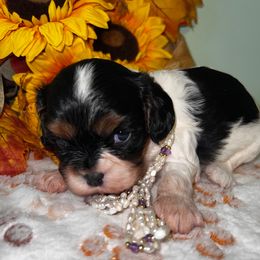 Sugar - Tri-color female Cavalier King Charles Spaniel puppy in Avoca, New York from Palladino’s Cavaliers of Upstate NY