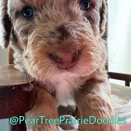 Aussiedoodle, Bernedoodle, and Poodle Puppies from Pear Tree Prairie Doodles