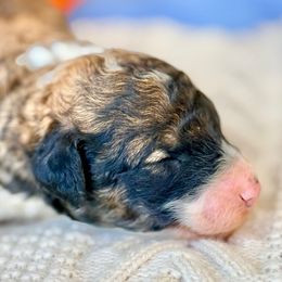 Mocha - Sable male Bordoodle puppy in Eastman, Georgia from Dood B Ranch