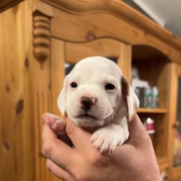 Dachshund Puppies from Maready Dachshunds