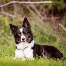 Luna - Border Collie