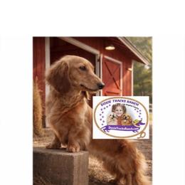 Dachshund Puppies from DTR