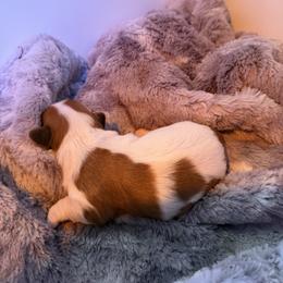 Lacey - White female Havanese puppy in Cadwell, Georgia from Hashtag Havenese