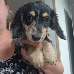 Phoebie - Dapple female Dachshund puppy in El Paso, Texas from Mells Weenies