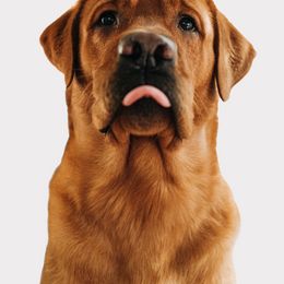 Labrador Retriever All Grown Up from State of Grace Southern Red Labs