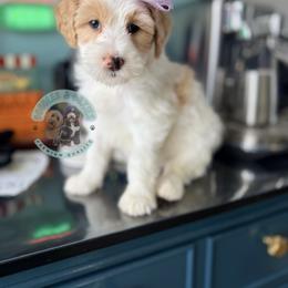 Candy Cane - White female Sheepadoodle puppy in Marion, Ohio from Doodles & Doxies