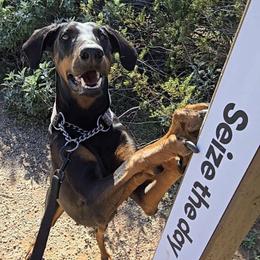 Haz - Doberman Pinscher