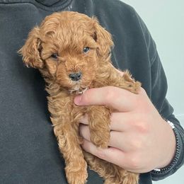 Bud - Red Cavapoo puppy in Saratoga Springs, Utah from Corrington Curls