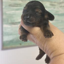 Tilly boy 3 - Sable male Dachshund puppy in Lakeland, Florida from Elite Doxies Florida