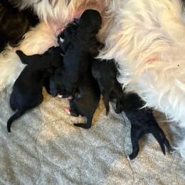 Sheepadoodle puppies from Little Fur Friends