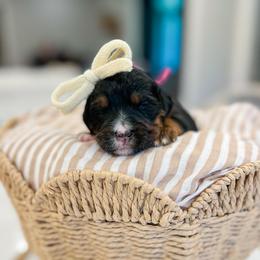 Sally - Tri-color female Bernedoodle puppy in Sulphur, Louisiana from Curly Q’s Of Carlyss