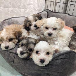 Havanese Puppies from AKC Havanese