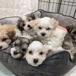 Havanese Puppies from AKC Havanese