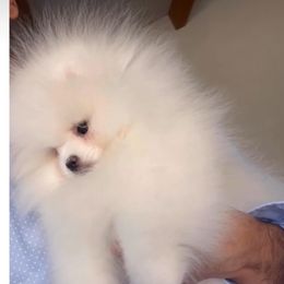 Monroe - Pomeranian