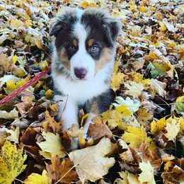 Australian Shepherd Puppies from Whiteley Way Australian Shepherds