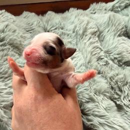 Blue Merle Girl 1 - Blue merle female Miniature American Shepherd puppy in Connecticut from Novus Kennels