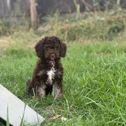 Theo - Brown white and tan male Cockapoo puppy in Moulton, Iowa from Shondel Puppy Paws