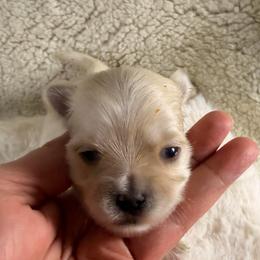 Windy - White and lemon male Morkie puppy in Stockbridge, Georgia from Jenn’s Georgia Morkies and Biewer Terriers