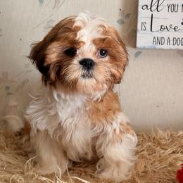Zeke - Gold and white male Shih Tzu puppy in Hibbing, Minnesota from Iron Range Shih Tzu and Puppies