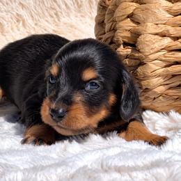 Athena - Black and tan female Dachshund puppy in Fredricktown, Missouri from Ivy Cream Dachshunds