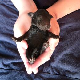 Girl 4 - Black female Labradoodle puppy in Genoa City, Wisconsin from Sakura Pups