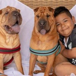 Chinese Shar-Pei Puppies from Iron Lotus Kennels