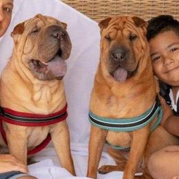 Chinese Shar-Pei Puppies from Iron Lotus Kennels