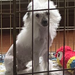 White Hairless Boy - White and black male Chinese Crested puppy in Salt Lake City, Utah from Naked & Famous