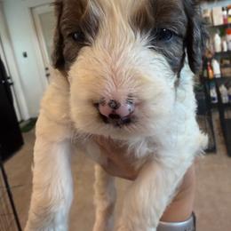 Pearl - female Australian Mountain Doodle puppy in Snook, Texas from Snook Acres Doodles