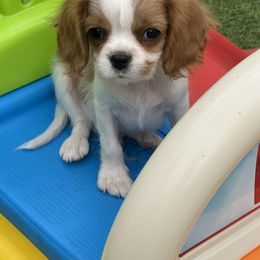 Benedict - Blenheim male Cavalier King Charles Spaniel puppy in Las Vegas, Nevada from Heaven Sent Cavaliers