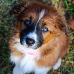 Enya - Sable and white female English Shepherd puppy in Ozark, Missouri from Town & Country English Shepherds