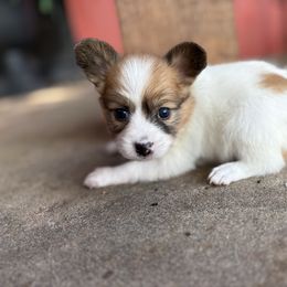 Tulip   (Yellow) - White and sable female Papillon puppy in Chattanooga, Oklahoma from Lottie Dottie Scottie’s and Papillons