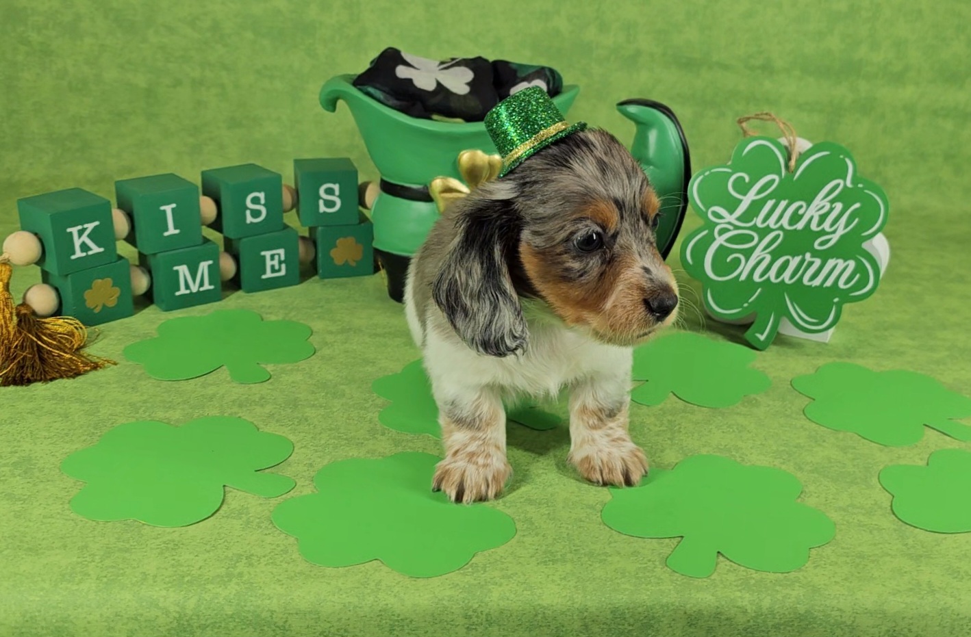 Dachshund Puppies from Newbern's Nuggets