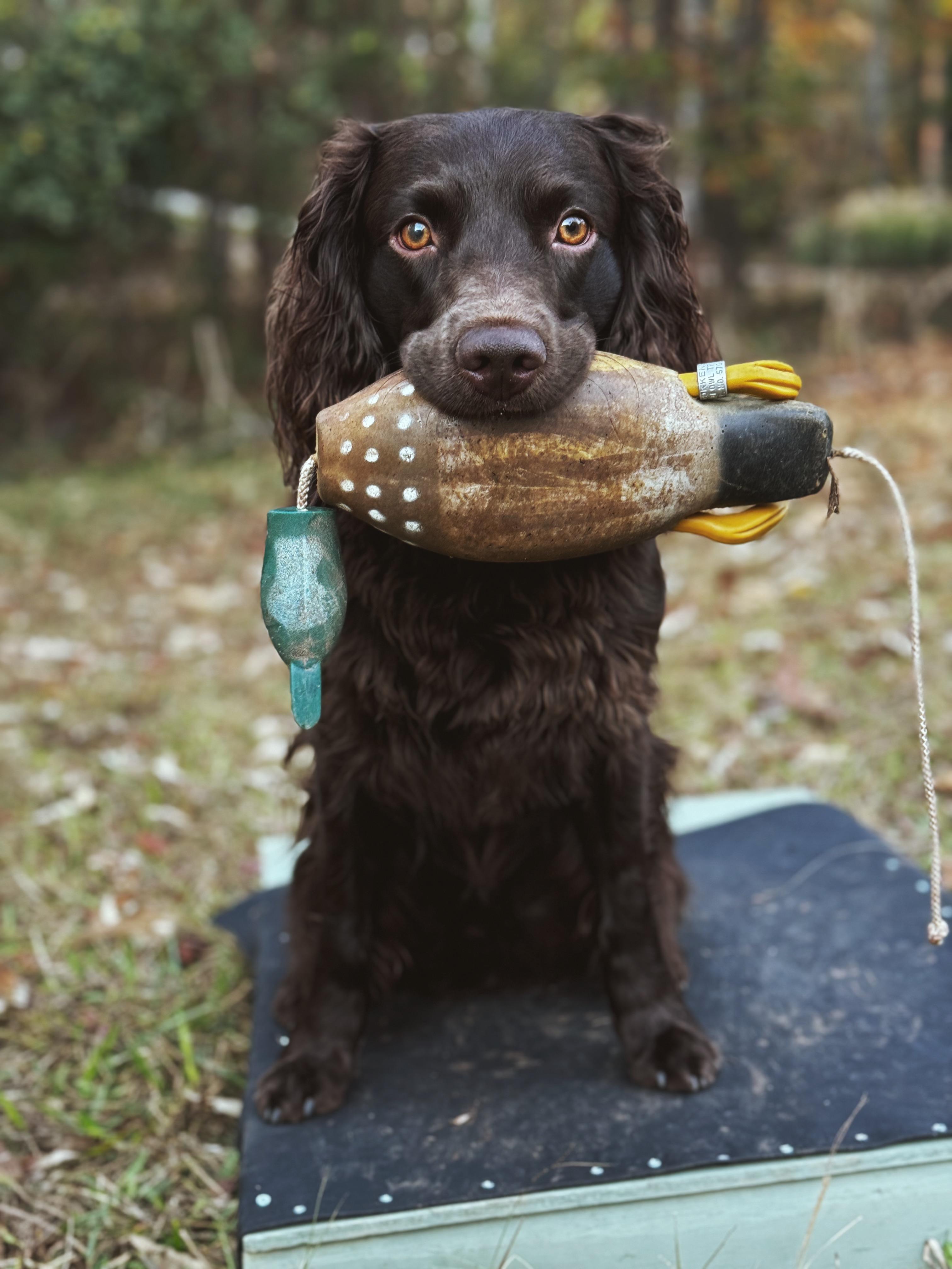 Flat Creek Kennels in Florida | Boykin Spaniel puppies | Good Dog