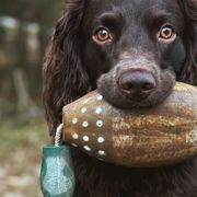 Boykin Spaniels from Flat Creek Kennels