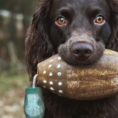 Boykin Spaniels from Flat Creek Kennels