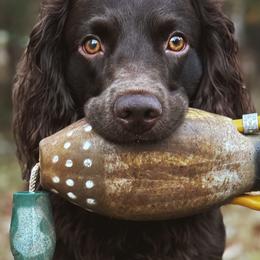 Boykin Spaniels from Flat Creek Kennels